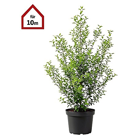 Piardino Liguster - 125 cm - 150 cm, Ligustrum ovalifolium, 30 Stk. online  kaufen bei BAUHAUS
