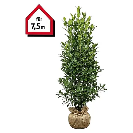 Piardino Kirschlorbeer Novita - 175 cm - 200 cm, Prunus laurocerasus 'Novita',  12 Stk. online kaufen bei BAUHAUS