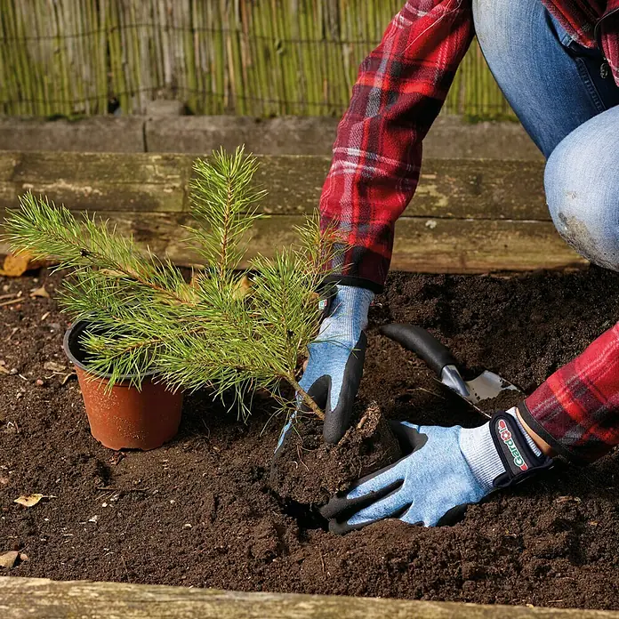 Gardol Gartenhandschuhe Pflanzen - 9, Blau - Eine Person pflanzt mit Gartenhandschuhen einen kleinen Baum ins Erdreich, während eine Schaufel bereitliegt.