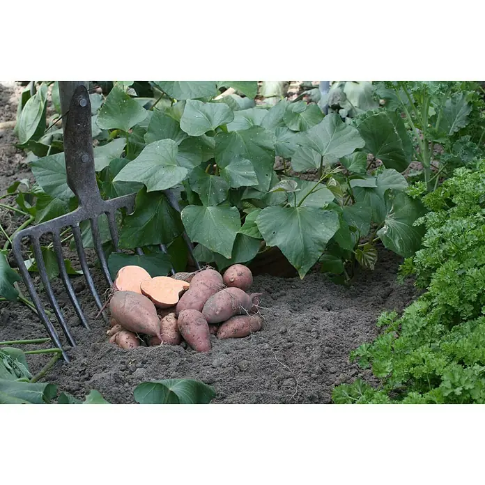 Blu Bio Süßkartoffel - Ipomea batatas, Topfgröße: 12 cm - Süßkartoffeln mit Gartenwerkzeug: Frisch geerntete Süßkartoffeln liegen neben einer Gabel auf dunkler Erde, bereit zur Weiterverarbeitung.