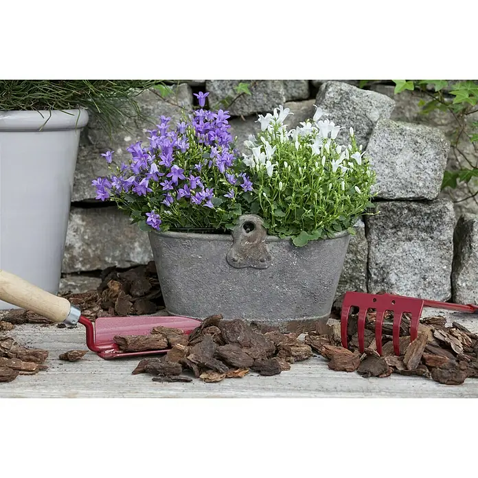 Piardino Polsterglockenblume - Campanula portenschlagiana Get Mee, Topfgröße: 11 cm, Blütenfarbe: Blau - Eine Nahaufnahme eines grauen Pflanzgefäßes mit lila und weißen Blumen, umgeben von einer Miniatur-Gartenharke und einer Schaufel.