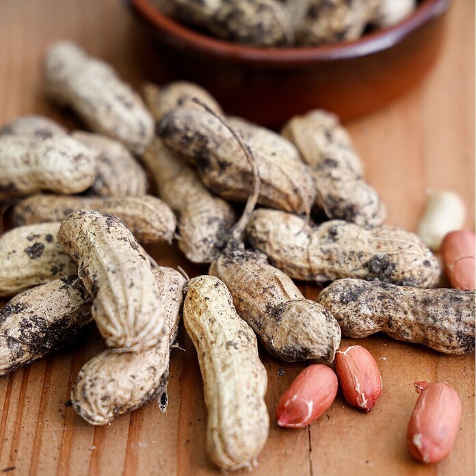 Piardino Erdnuss (Arachis hypogaea, Topfgröße: 14 cm) | BAUHAUS