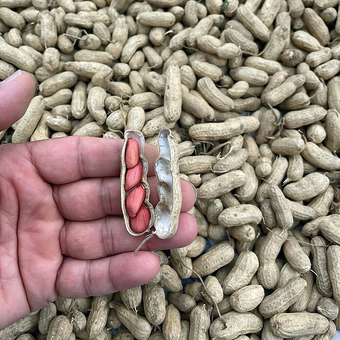 Piardino Erdnuss (Arachis hypogaea, Topfgröße: 14 cm) | BAUHAUS