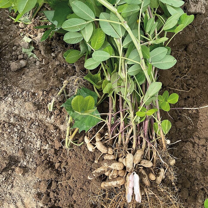 Piardino Erdnuss (Arachis hypogaea, Topfgröße: 14 cm) | BAUHAUS