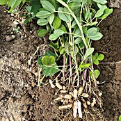 Piardino Erdnuss (Arachis hypogaea, Topfgröße: 14 cm) | BAUHAUS