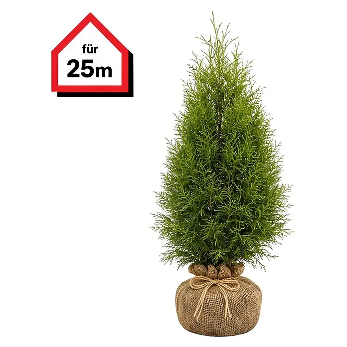 Lebensbaum Brabant - 100 cm - 120 cm, Thuja occidentalis 'Brabant', 50 Stk.  online kaufen bei BAUHAUS