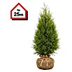 Lebensbaum Brabant - 100 cm - 120 cm, Thuja occidentalis 'Brabant', 50 Stk.  online kaufen bei BAUHAUS