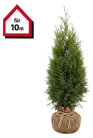 Lebensbaum Brabant - 100 cm - 120 cm, Thuja occidentalis 'Brabant', 20 Stk.  online kaufen bei BAUHAUS