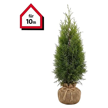 podocarpus African Fern Pine (Podocarpus gracilior)