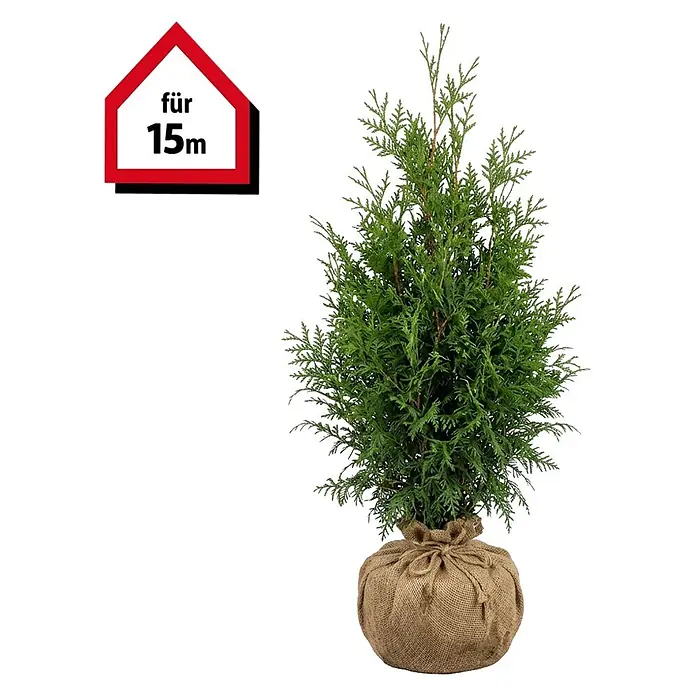 Piardino Lebensbaum Brabant