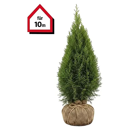 Piardino Lebensbaum - 180 cm - 200 cm, Thuja occidentalis 'Brabant', 40  Stk. online kaufen bei BAUHAUS