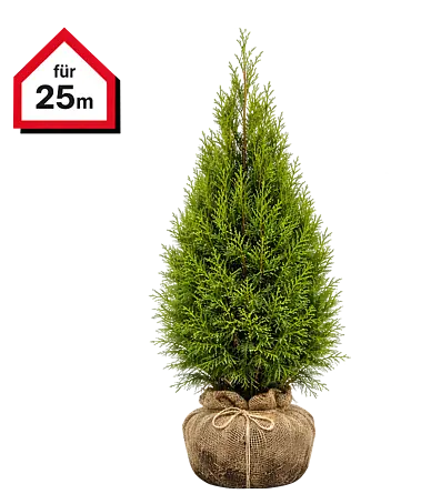 strelitzia nicolai 170 cm Kunstpflanze Strelitzia Nicolai 170cm Deko pflegeleicht kaufen
