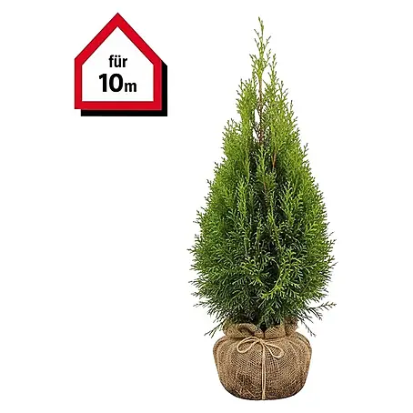 Piardino Lebensbaum Smaragd - 120 cm - 140 cm, Thuja occidentalis 'Smaragd',  10 Stk. online kaufen bei BAUHAUS