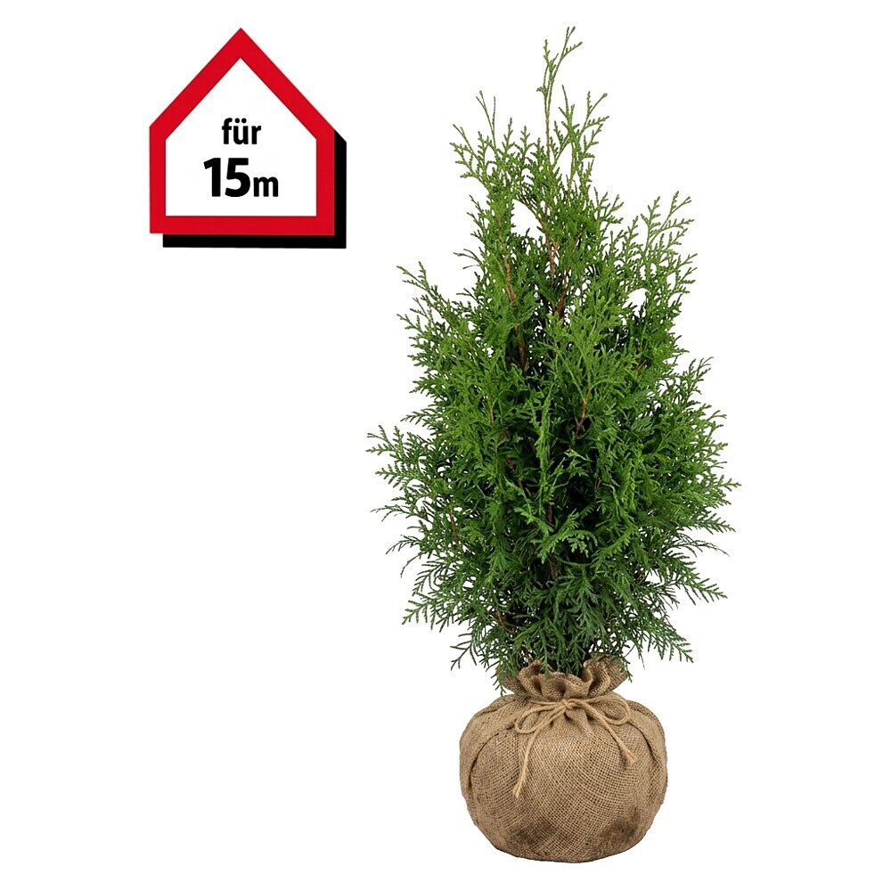 thuja dünger herbst Purgrün Thuja-Dünger 1 kg main image 0