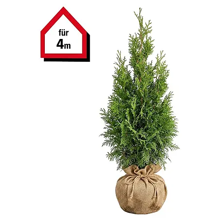 glücksfeder bestellen Glücksfeder (Zamioculcas zamiifolia) kaufen main image 1