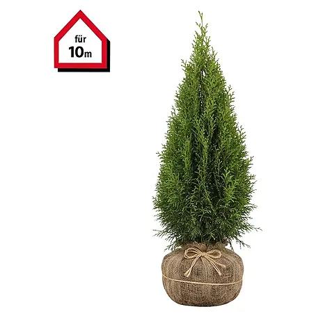 Piardino Lebensbaum Smaragd - 120 cm - 140 cm, Thuja occidentalis 'Smaragd',  40 Stk. online kaufen bei BAUHAUS