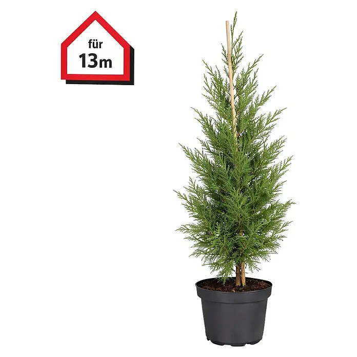 Piardino Leyland-Zypresse - 125 cm - 150 cm, Cupressocyparis leylandii, 40 Stk. - Im Topf stehender Nadelbaum mit Holzstab in schwarzem Plastiktopf, beschriftet 'für 13m'.