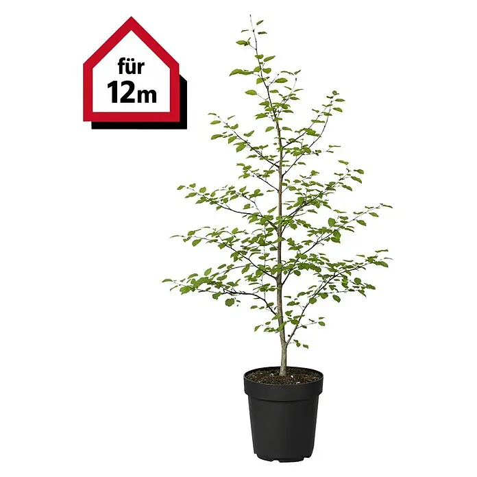 Rotbuche - 100 cm - 125 cm, Fagus sylvatica, 60 Stk. - Junger Baum mit grünen Blättern im schwarzen Topf, gekennzeichnet für 12m Wuchshöhe.