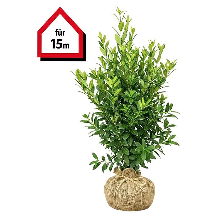 Piardino Kirschlorbeer Genolia - 125 cm - 150 cm, Prunus laurocerasus ' Genolia', 30 Stk. online kaufen bei BAUHAUS