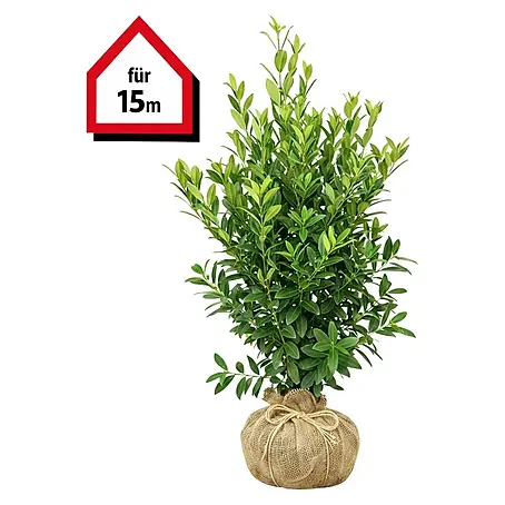 kirschlorbeer schattenverträglich Kirschlorbeer als Spalierbaum 'Novita' main image 1
