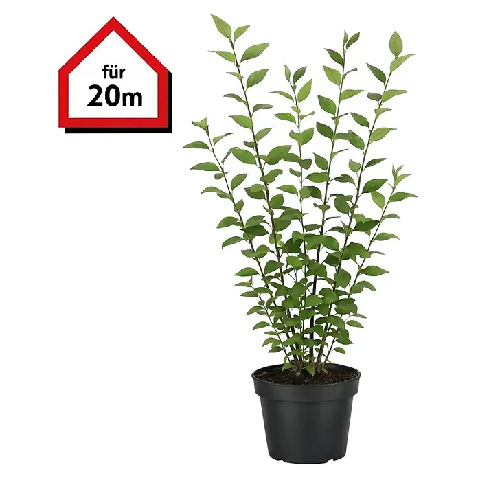Piardino Liguster - 100 cm - 125 cm, Ligustrum ovalifolium, 60 Stk. - Grüne Topfpflanze in schwarzem Topf mit Haus-Symbol "für 20m".