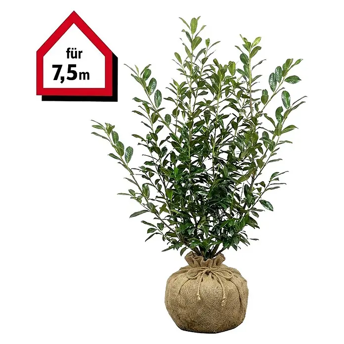 Piardino Kirschlorbeer Novita - 150 cm - 175 cm, Prunus laurocerasus 'Novita',  15 Stk. online kaufen bei BAUHAUS