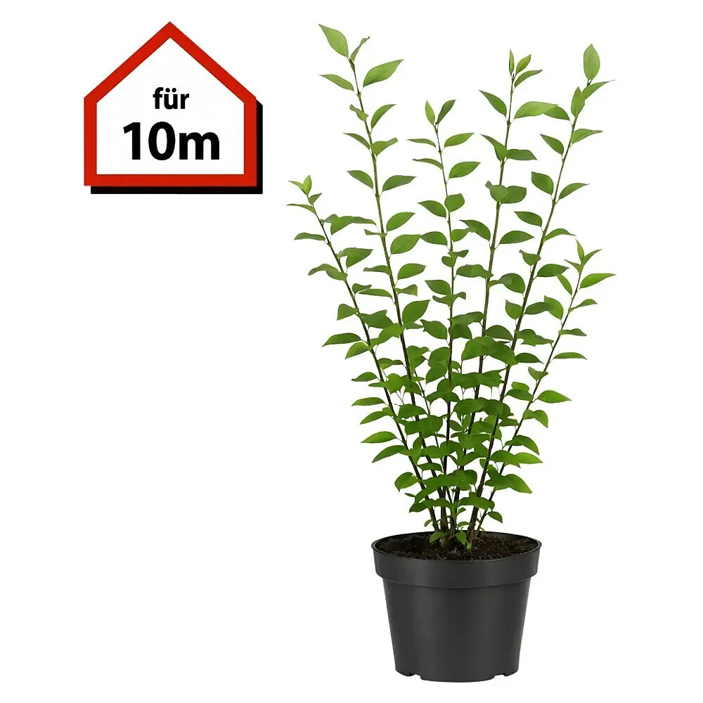 Piardino Liguster - 100 cm - 125 cm, Ligustrum ovalifolium, 30 Stk. online  kaufen bei BAUHAUS