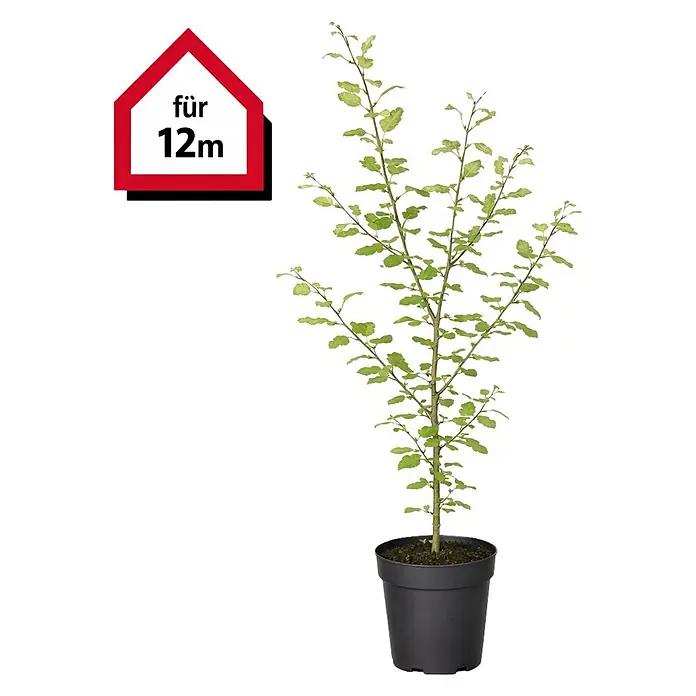 Hainbuche - 125 cm - 150 cm, Carpinus betulus, 48 Stk. - Topfpflanze mit hellgrünen Blättern in schwarzem Topf, mit rotem Haus-Symbol 'für 12m'.