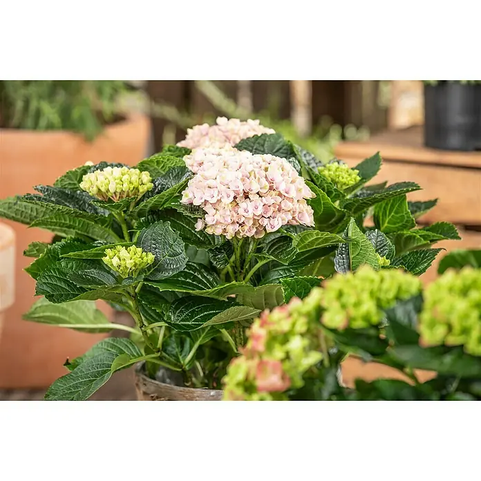 Piardino BauernhortensieHydrangea macrophylla, Topfgröße: 14 cm, Sortenabhängig - Nahaufnahme einer blassrosa Hortensienblüte mit grünen Knospen und Blättern in einem Topf.