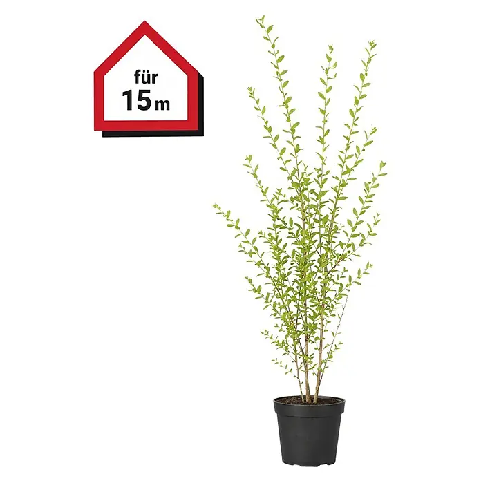 Piardino Liguster - 30 Stk., Aktuelle Wuchshöhe: 150 cm - 175 cm, Ligustrum ovalifolium, Topfgröße: 23 cm - Grüne Pflanze im schwarzen Topf, für 15m Höhe angegeben.