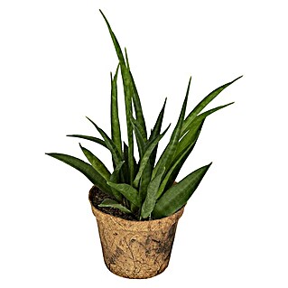 Sansevieria (Sanseveria cylindrica, Tamaño de maceta: 9 cm, Verde oscuro)