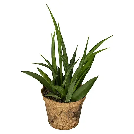 Piardino  Sansevieria