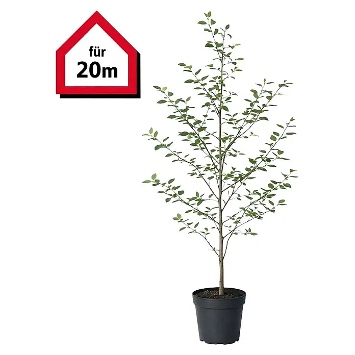 Rotbuche - 175 cm - 200 cm, Fagus sylvatica, 60 Stk. - Junger Baum mit grünen Blättern in schwarzem Topf, mit rotem Schild 'für 20m'.