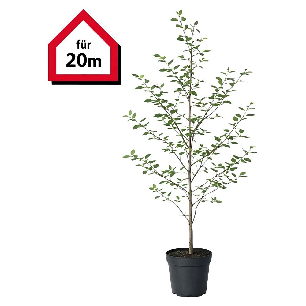 Rotbuche - 175 cm - 200 cm, Fagus sylvatica, 60 Stk. online kaufen bei  BAUHAUS