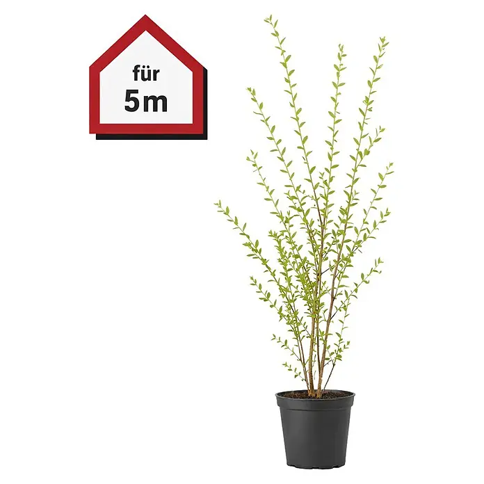 Piardino Liguster - 10 Stk., Aktuelle Wuchshöhe: 150 cm - 175 cm, Ligustrum ovalifolium, Topfgröße: 23 cm - Grüne Topfpflanze in schwarzem Topf; rotes Hausschild mit 'für 5m' (für 5 Meter).