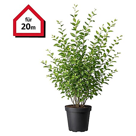 Liguster - 150 cm - 175 cm, Ligustrum ovalifolium, 40 Stk. online kaufen  bei BAUHAUS