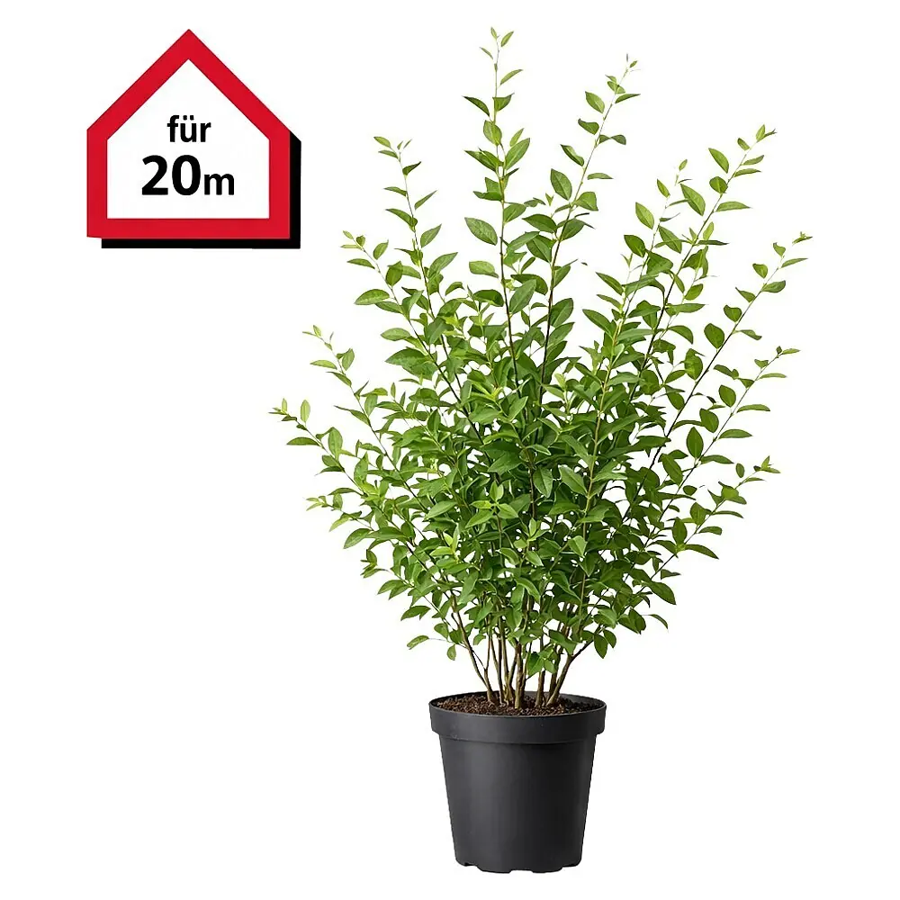 Liguster - 150 cm - 175 cm, Ligustrum ovalifolium, 40 Stk. online kaufen  bei BAUHAUS