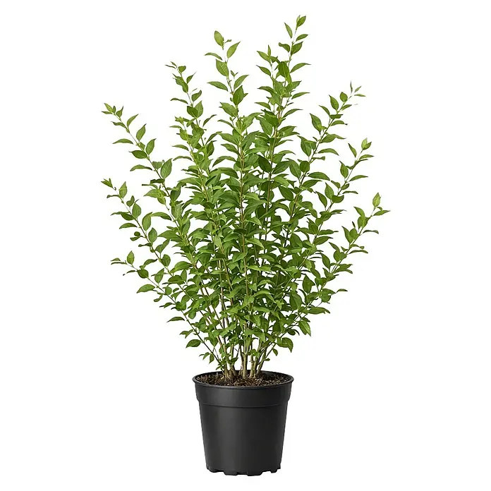 Piardino Liguster - 125 cm - 150 cm, Ligustrum ovalifolium, 48 Stk. - Grüne belaubte Pflanze in einem schwarzen Topf.