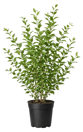 rue the plant Organic Rue Plant Seedlings main image 1