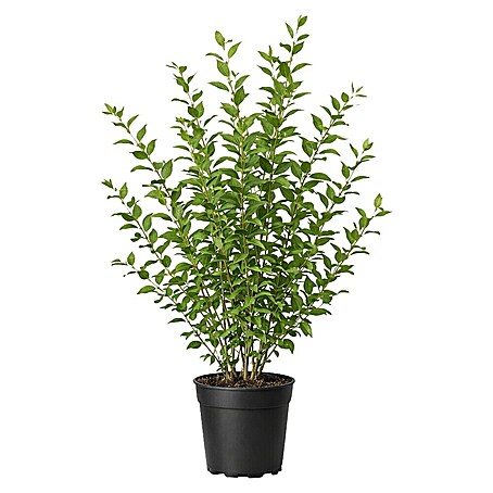 philodendron substrate Moonlight Philodendron 8