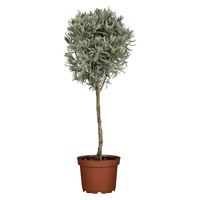 Piardino Lavendel - Lavandula angustifolia, Topfgröße: 18 cm, Hellviolett - Topf mit Lavendel-Stämmchen. Ein dekoratives Lavendel-Bäumchen im braunen Topf, ideal für drinnen und draußen.