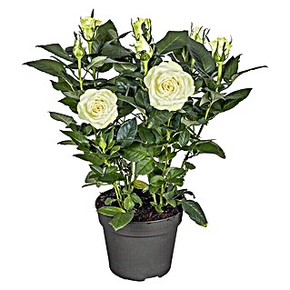 Piardino Topfrose Patio Hit (Rosa Hybride, Topfgröße: 13 cm, Blütenfarbe: Weiß)