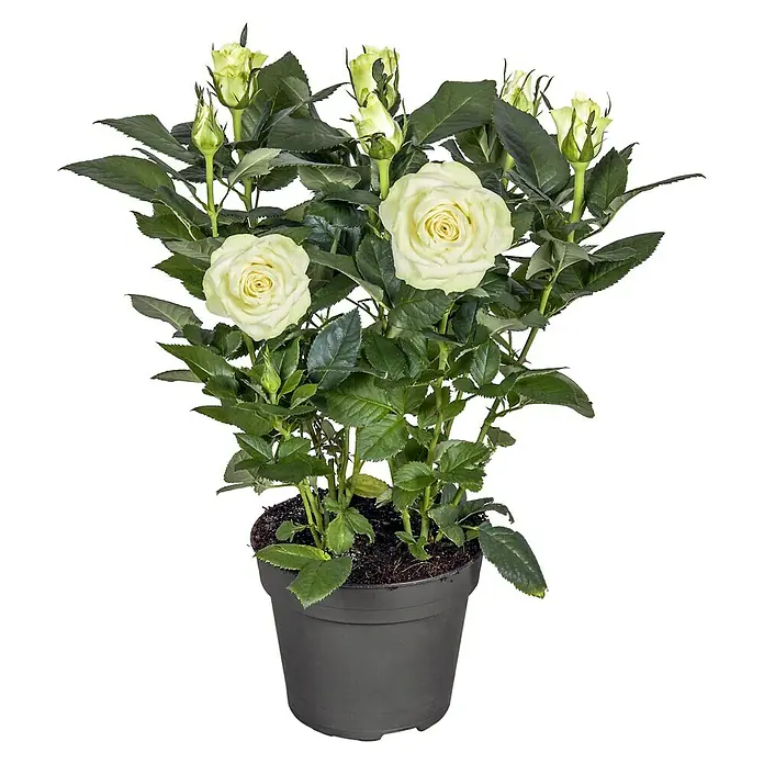 Piardino Topfrose Patio Hit - Rosa Hybride, Topfgröße: 13 cm, Blütenfarbe: Weiß - Eine Topfpflanze mit cremefarbenen Rosenblüten und grünen Blättern, die eine ruhige und natürliche Atmosphäre ausstrahlt.