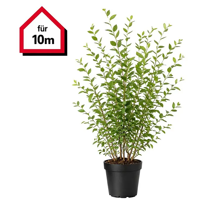 Liguster - 150 cm - 175 cm, Ligustrum ovalifolium, 20 Stk. - Grüne Topfpflanze in schwarzem Topf mit rotem Etikett 'für 10m'.