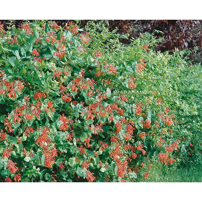 Pflanzen für dich Ziersträucher-Mix 40-60 cm - Lonicera brownii 'Dropmore Scarlet' - Üppige grüne Pflanze mit zahlreichen leuchtend rot-orangen trompetenförmigen Blüten.