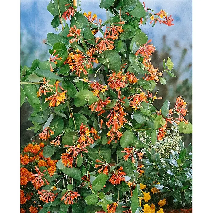 Pflanzen für dich Ziersträucher-Mix 40-60 cm - Lonicera brownii 'Dropmore Scarlet' - Kletternde Geißblattpflanze mit sattgrünen Blättern und leuchtend orange-gelben Trompetenblüten.