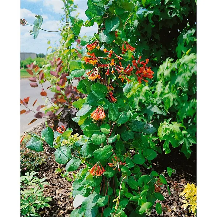 Pflanzen für dich Ziersträucher-Mix 40-60 cm - Lonicera brownii 'Dropmore Scarlet' - Lebendige Geißblattpflanze mit grünen Blättern und orange-gelben Röhrenblüten, die anmutig in einem Garten klettert.