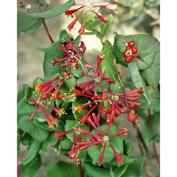 Pflanzen für dich Ziersträucher-Mix 40-60 cm - Lonicera brownii 'Dropmore Scarlet' - Lebhaft rote Geißblattblüten mit gelben Zentren und Büscheln leuchtend roter Beeren zwischen grünen Blättern.