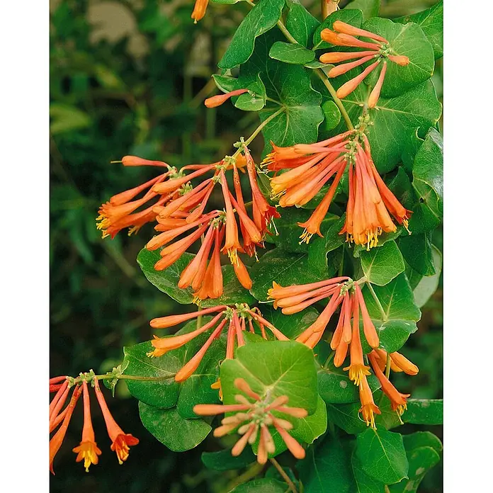 Pflanzen für dich Ziersträucher-Mix 40-60 cm - Lonicera brownii 'Dropmore Scarlet' - Leuchtend orange, trompetenförmige Geißblattblüten mit gelben Staubblättern inmitten üppiger grüner Blätter.