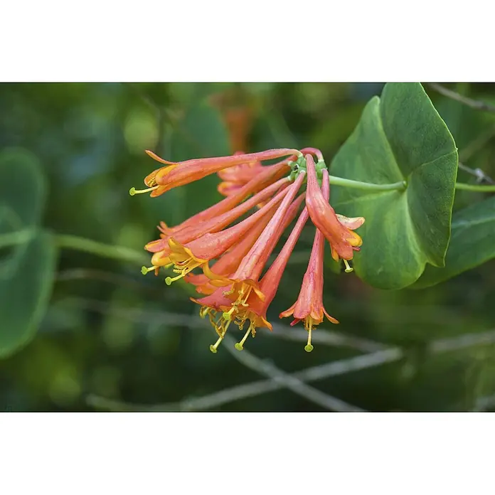 Pflanzen für dich Ziersträucher-Mix 40-60 cm - Lonicera brownii 'Dropmore Scarlet' - Gruppe orangerot-gelber röhrenförmiger Geißblattblüten mit grünen Stempeln, hängend neben einem breiten grünen Blatt.